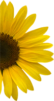 Sunflower Header Image